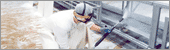 Agro CLean nettoyage industriel Sp�cialis� en agro-alimentaire
